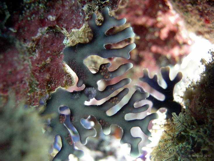 13- Colonie de distichopora, corail semi-precieux - Ilot Gi.JPG